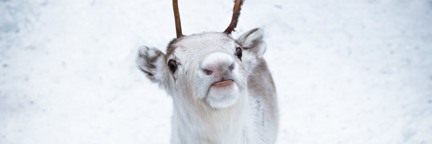 Twitter banner for @reindeer