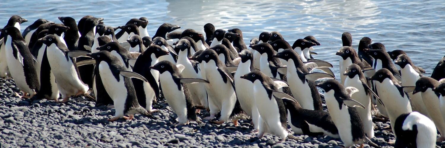 chinapenguin's profile banner image