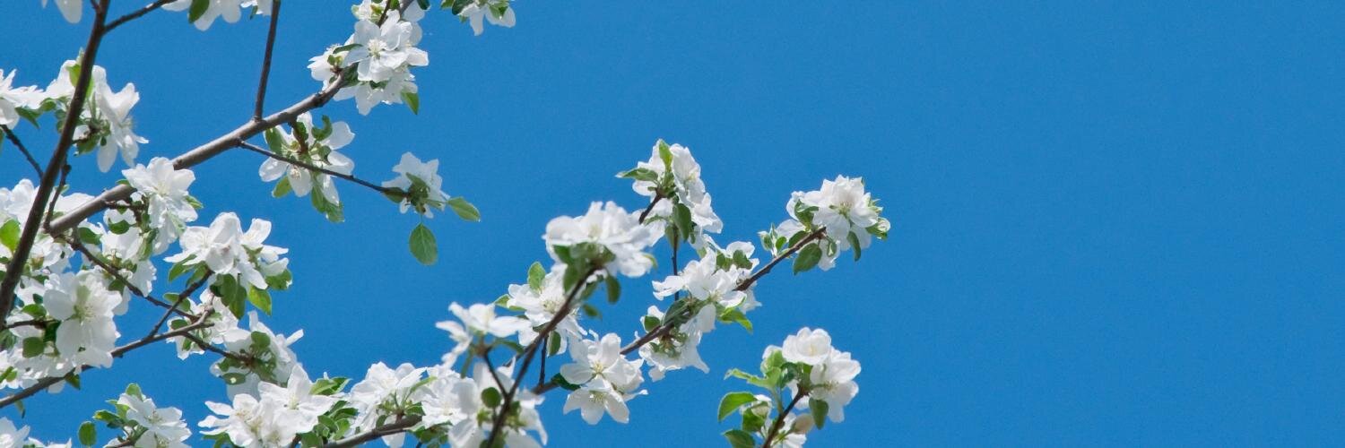UBC_RMS's profile banner image