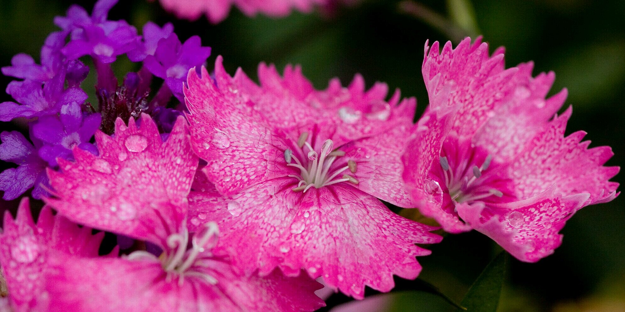 Christine Kramer banner