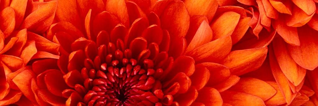 Jessica Currie banner