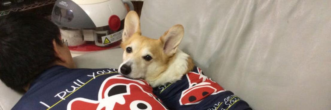 corginicky's profile banner image