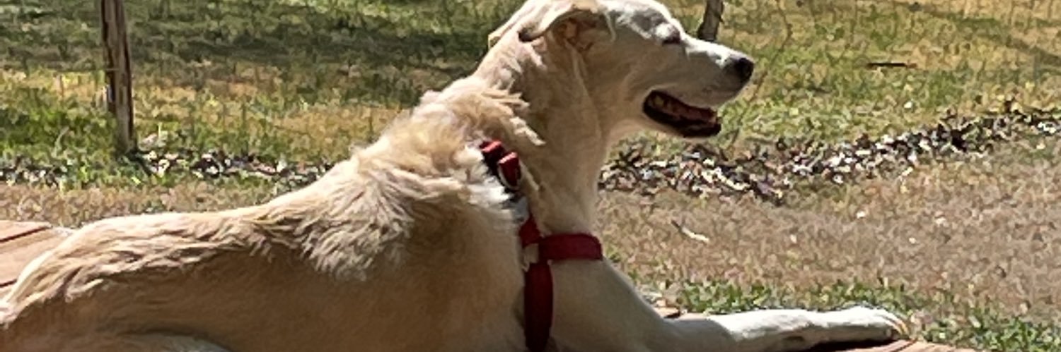 BurntOrangeLSU2's profile banner image
