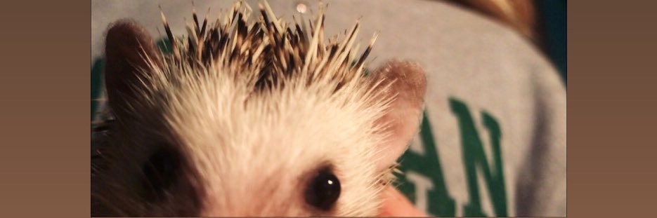 rachaub3's profile banner image