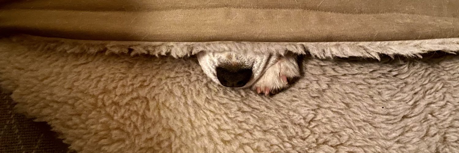 Henry, the beagle 🐞 banner