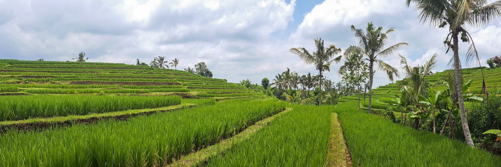 Bali_Institute's profile banner image