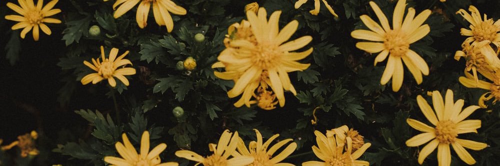 almatoomuch's profile banner image