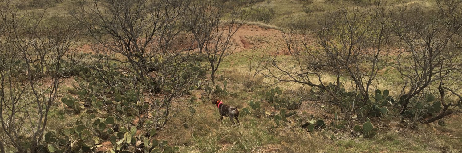 Matthew Ralston banner