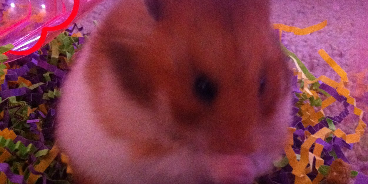 bear_hamster's profile banner image