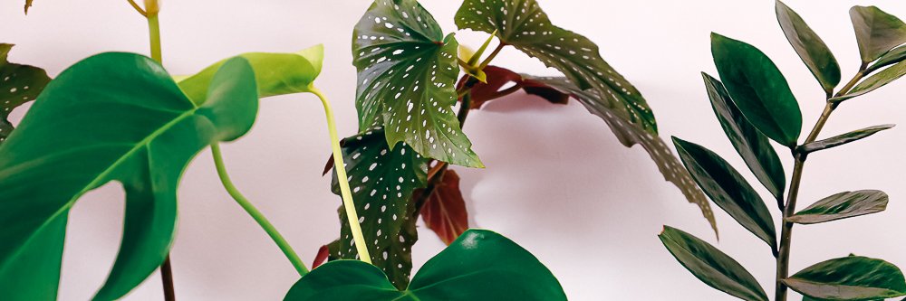 maiteaw's profile banner image
