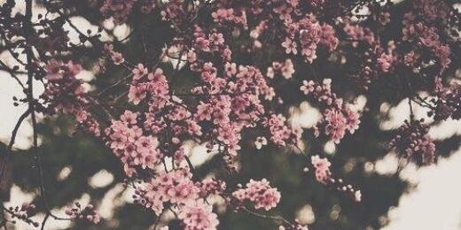 forest_fairy95's profile banner image