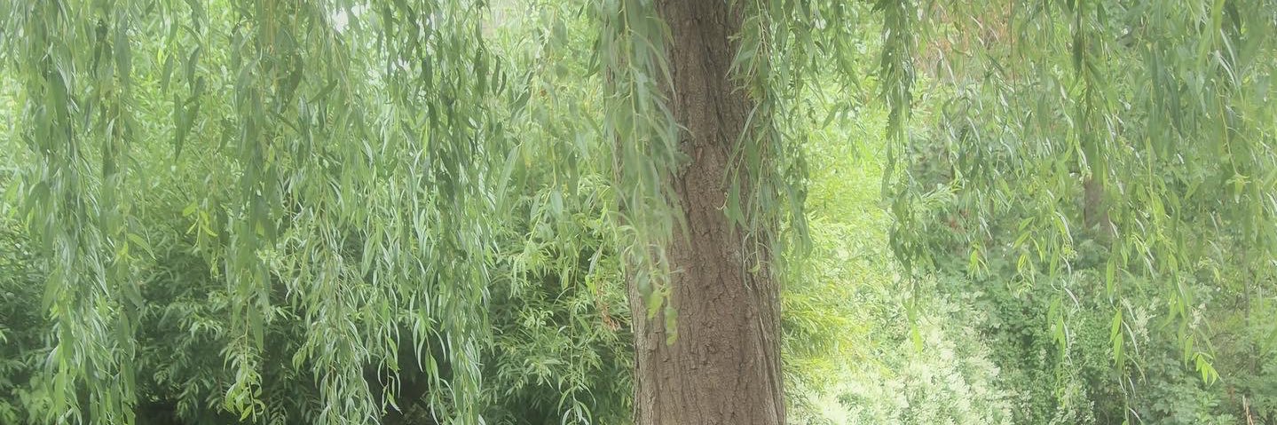 frances willow banner