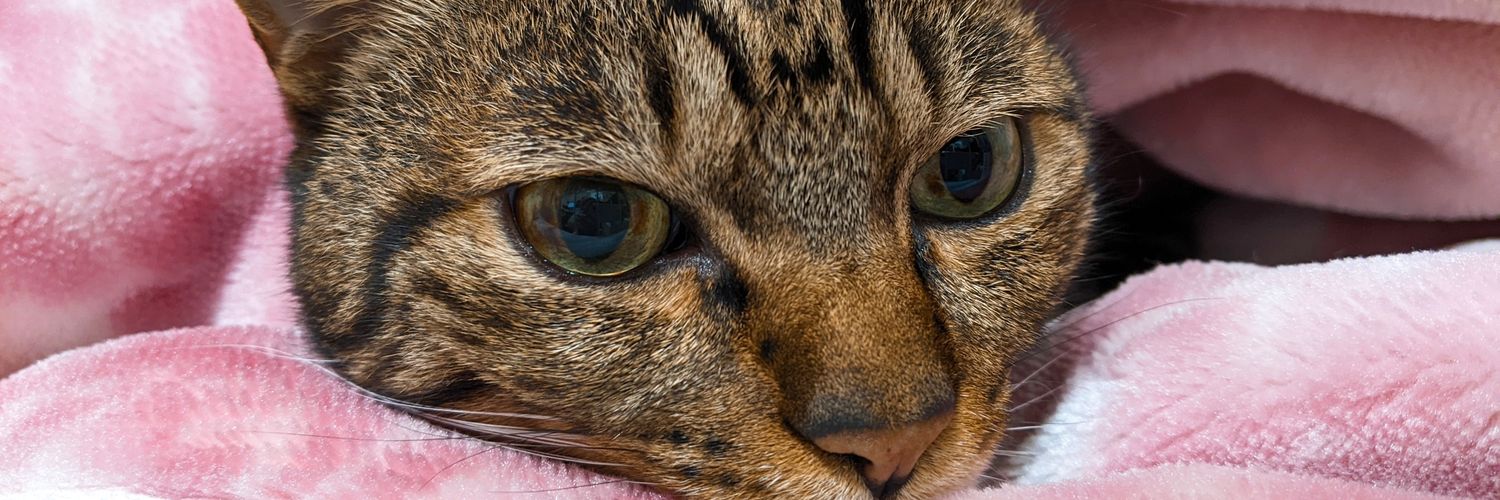 cat7rio's profile banner image