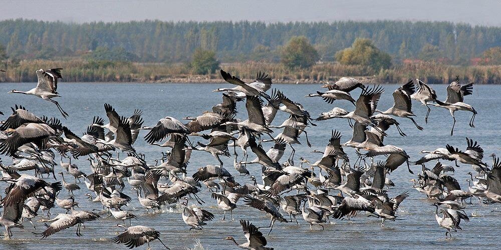 Ignace Schops banner