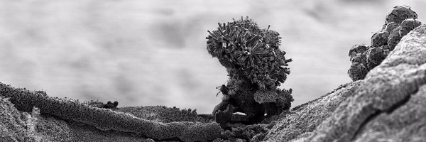 collapsedone Profile Banner