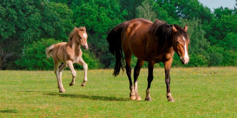 new forest ranger banner