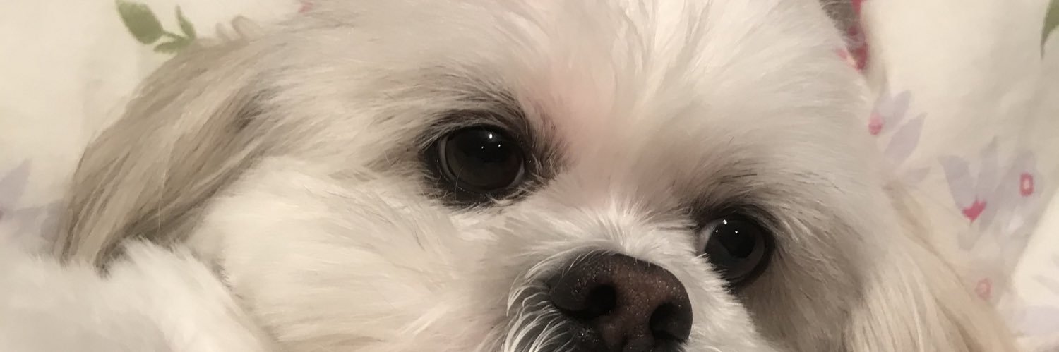 giisiberi's profile banner image