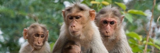 TraveIMonkey's profile banner image