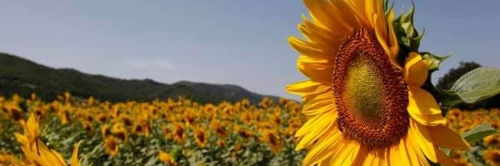 TrumpGirl63's profile banner image