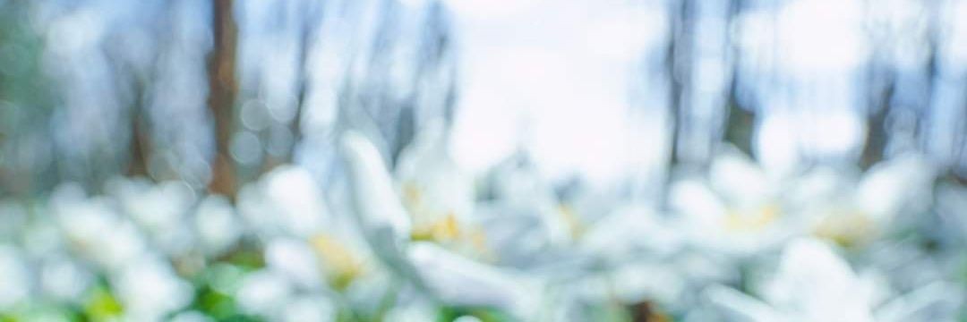 costicastell's profile banner image