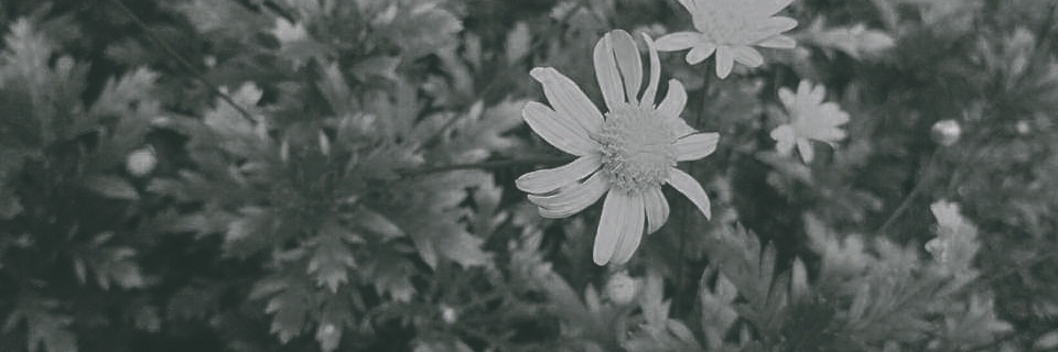 Trance_Daisy's profile banner image