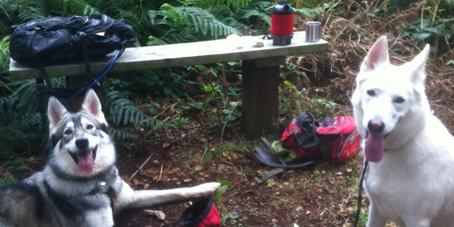 d4vf0x's profile banner image