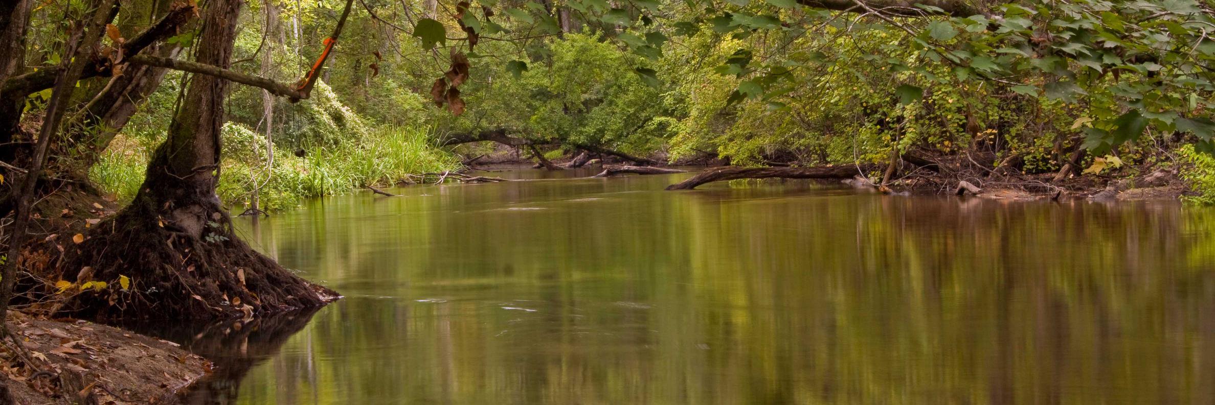 Checo Colon-Gaud banner