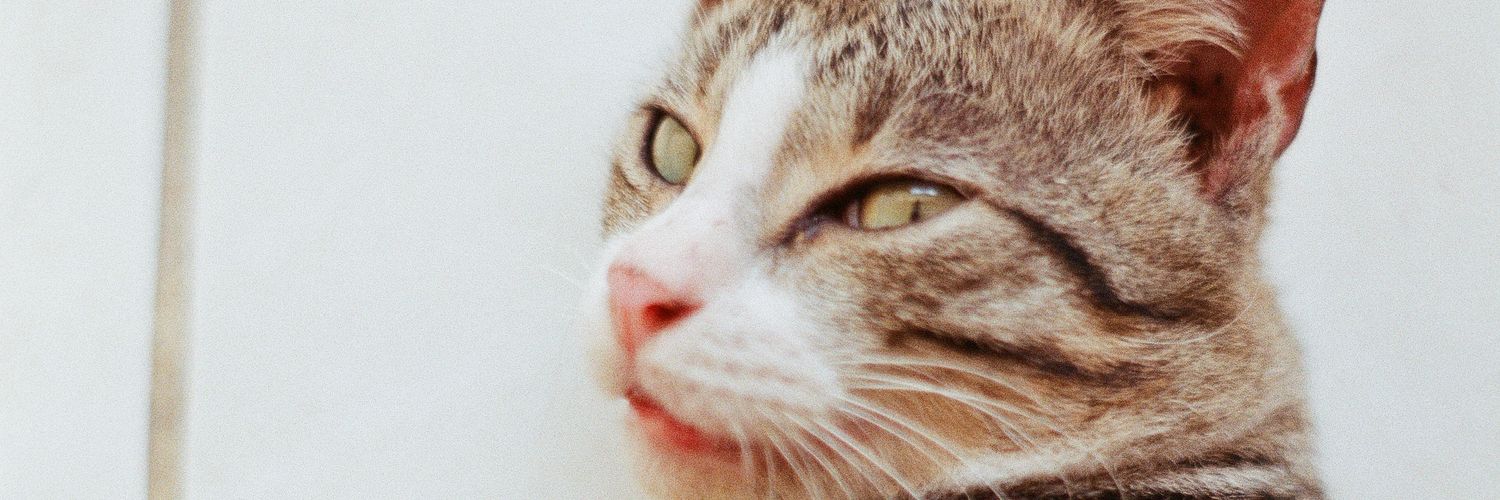 diebafuro21's profile banner image
