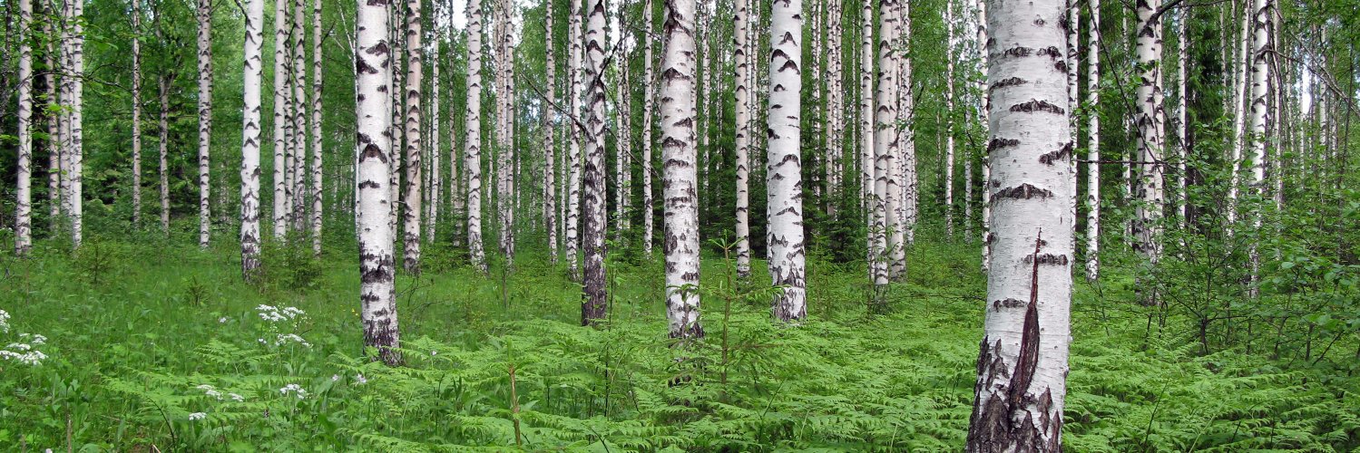 MarkkuKoponen's profile banner image