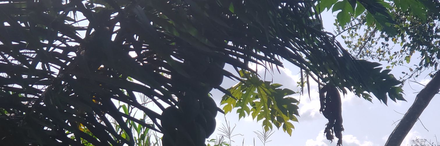 TheCapher's profile banner image