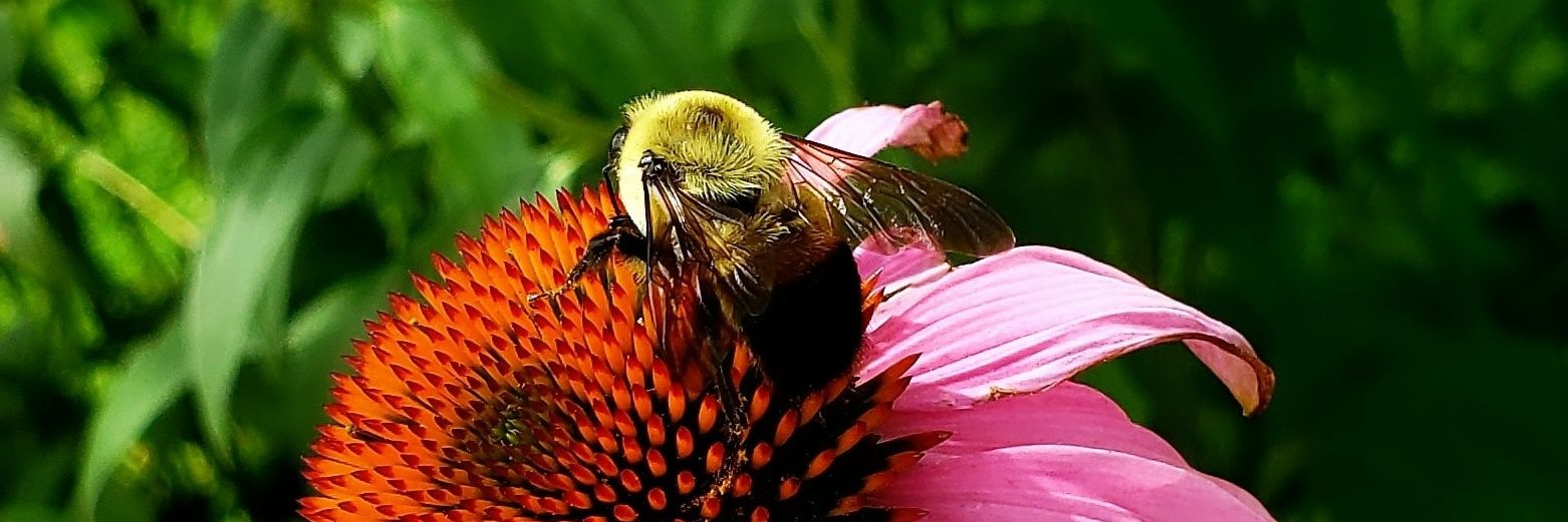 Marilyn Archer banner