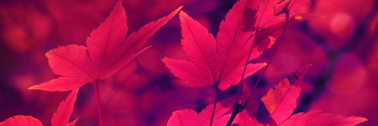 LillyRidge's profile banner image