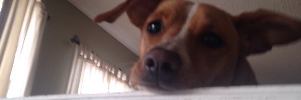 jayykitty_'s profile banner image