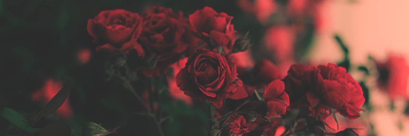 ✨🌹 mariana banner