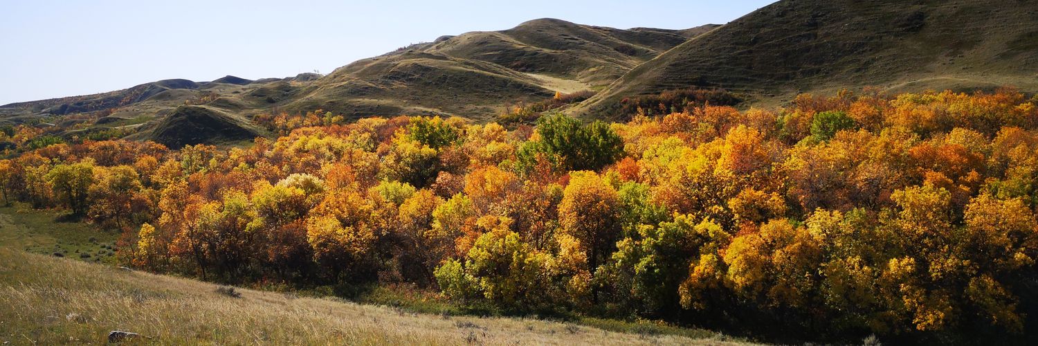 Debbie Peterson banner