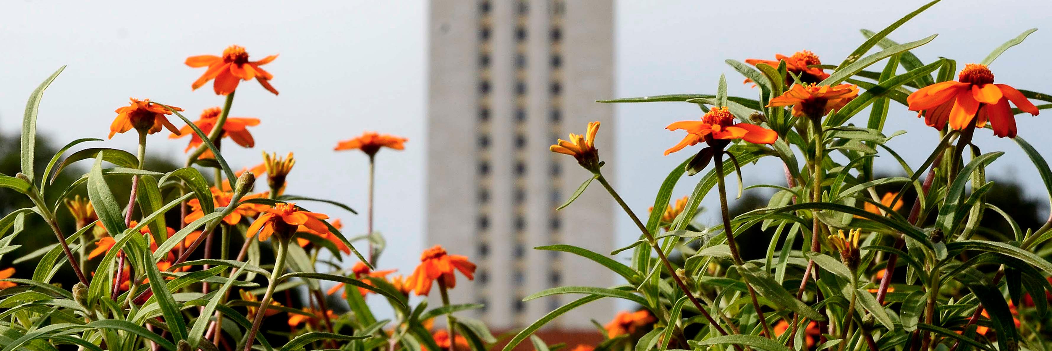 UT Energy Institute banner