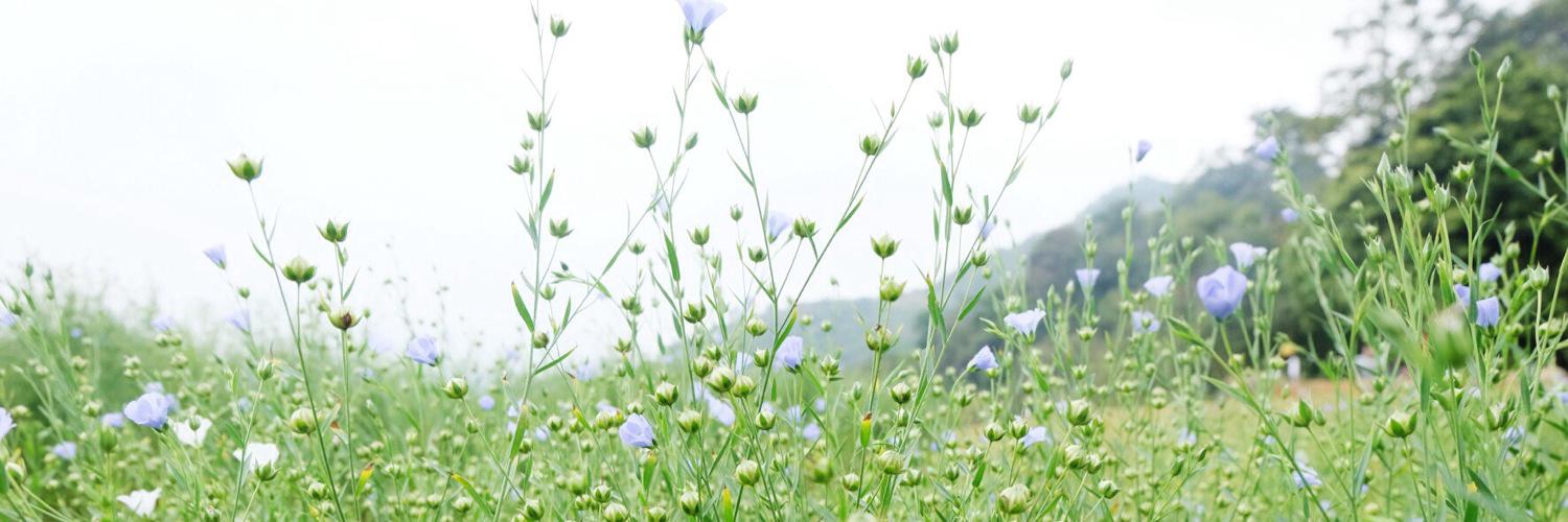 Pamajung's profile banner image