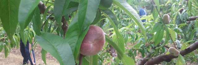 Pep Muñoz Rubio 🍊 banner