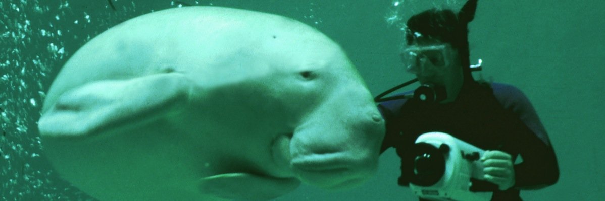 Christopher Marshall banner