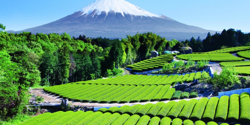 Mundo del té banner