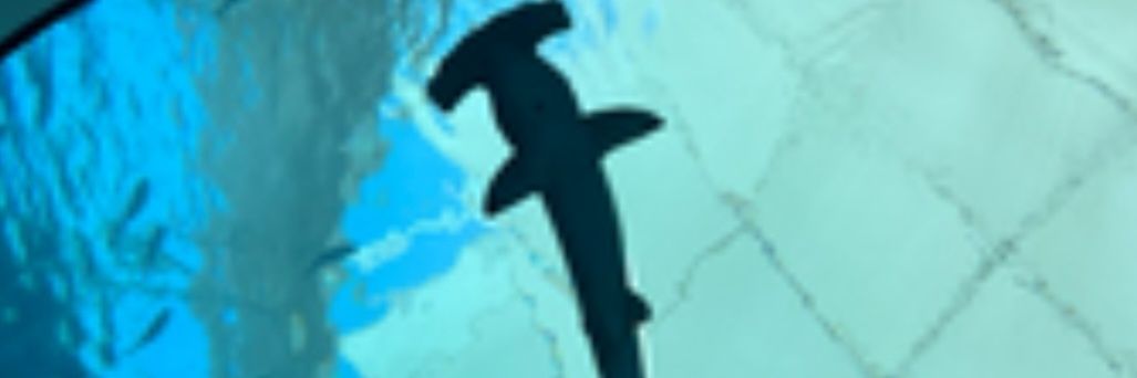 zeidy banner
