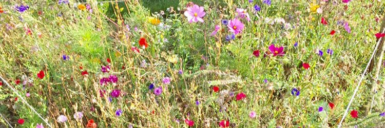 CarrickHelen's profile banner image