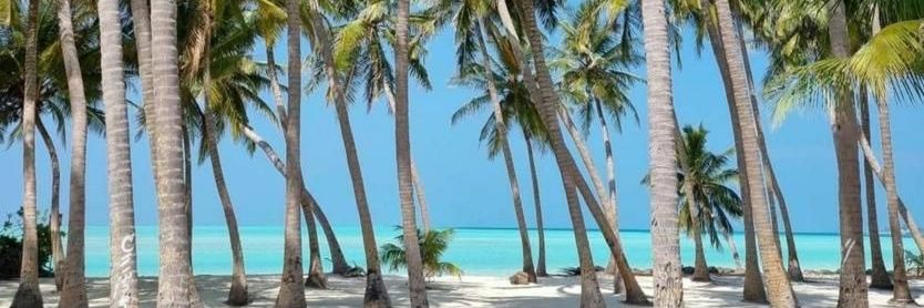 Timsy Jaipuria banner