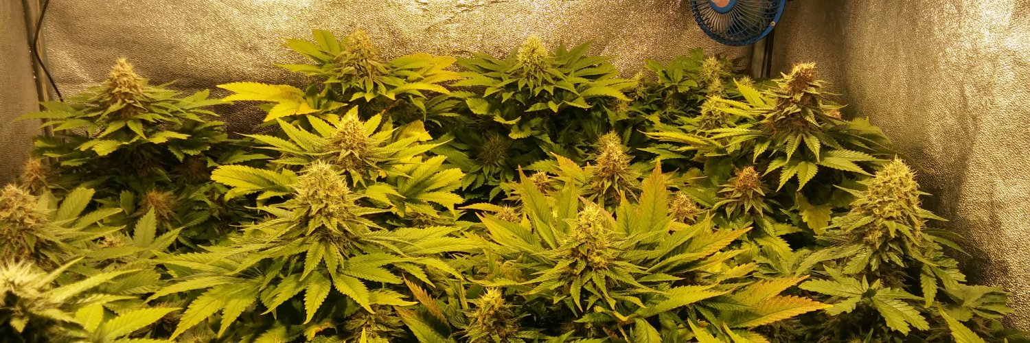 ZeroZeroGrow's profile banner image