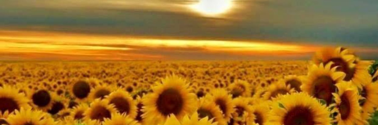 manda_menn's profile banner image