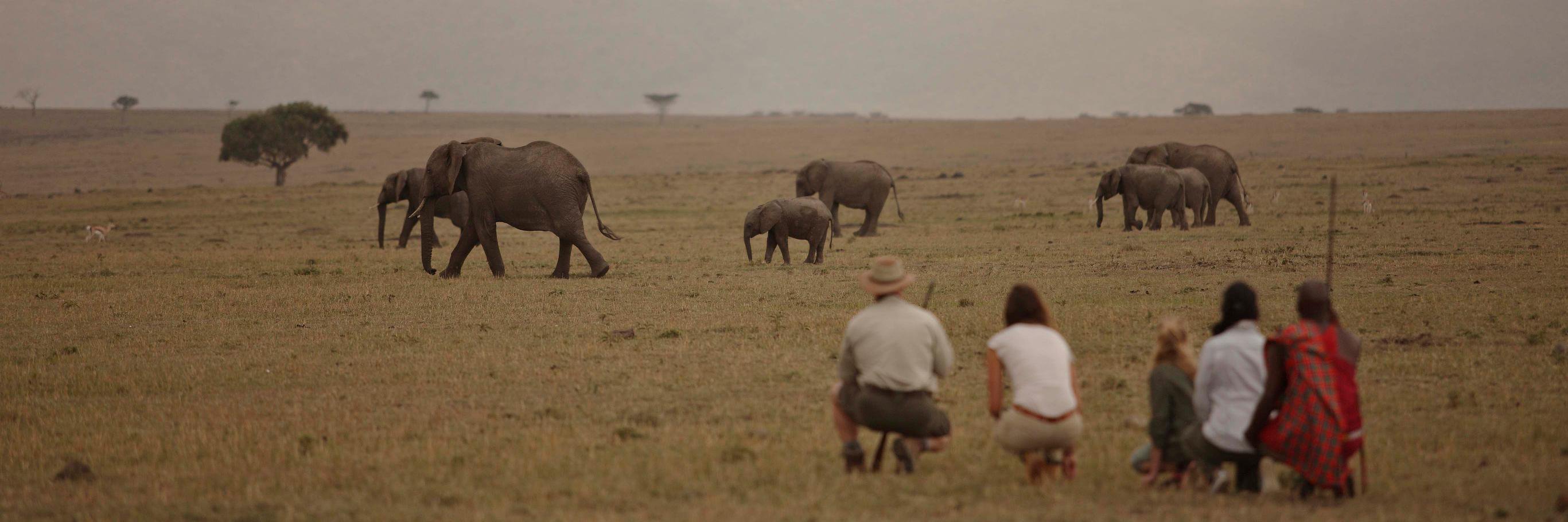 Elephant Pepper Camp banner