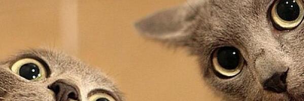 catsaredragons's profile banner image