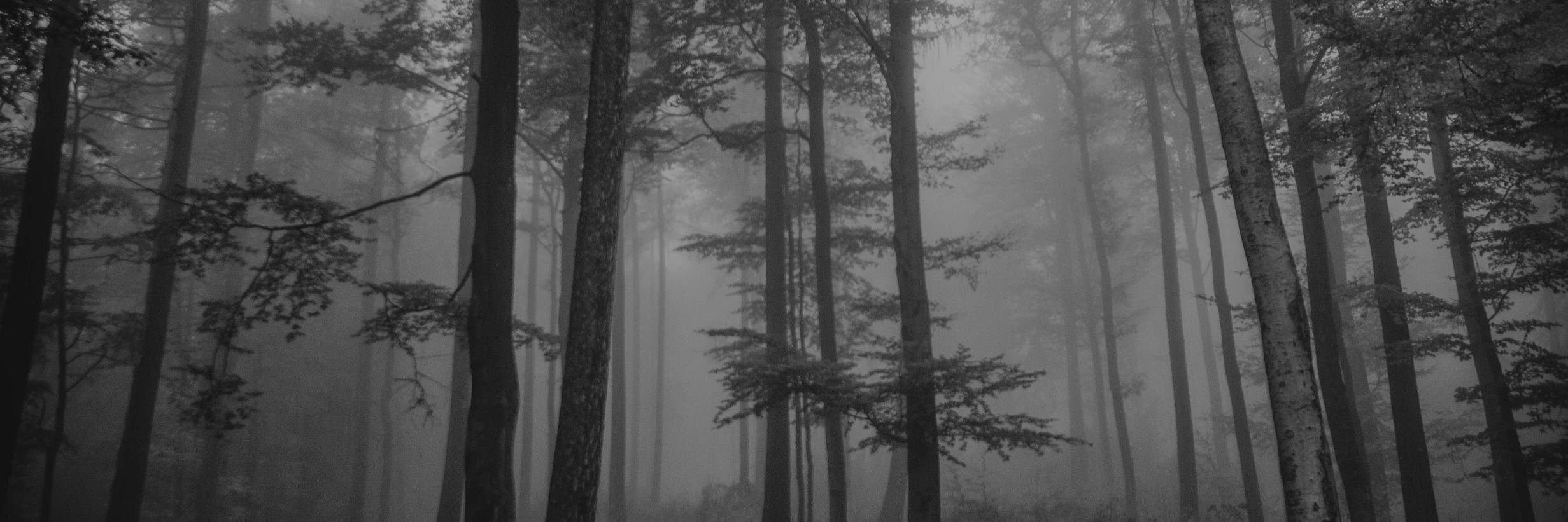 bellahansson's profile banner image