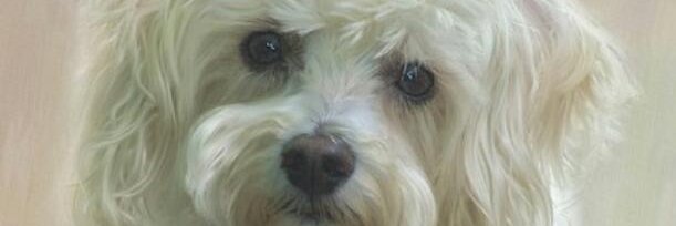 lily05suarez's profile banner image