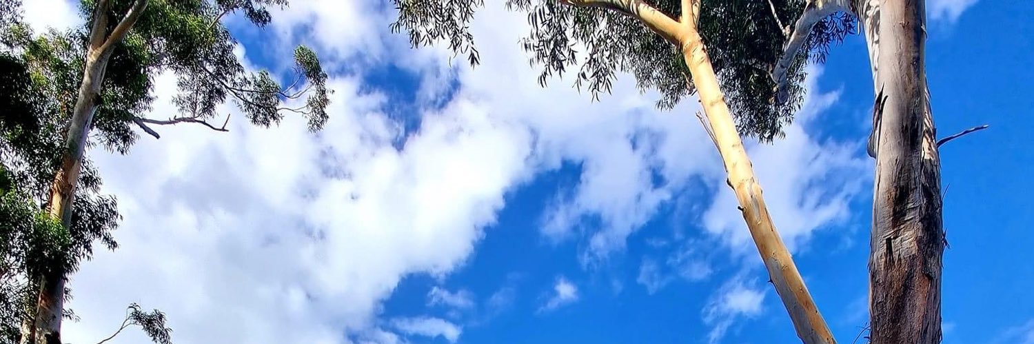 Sandra banner